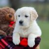 Image of Macy, a Golden Retriever puppy