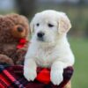 Image of Macy, a Golden Retriever puppy