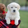 Image of Macy, a Golden Retriever puppy