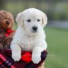 Image of Macy, a Golden Retriever puppy