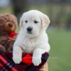 Image of Macy, a Golden Retriever puppy