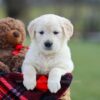 Image of Macy, a Golden Retriever puppy