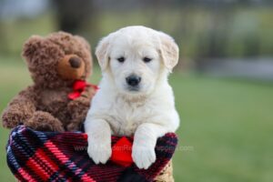 Image of Macy, a Golden Retriever puppy