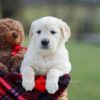 Image of Macy, a Golden Retriever puppy