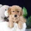 Image of Maddie, a Golden Retriever puppy