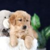 Image of Maddie, a Golden Retriever puppy