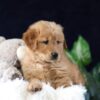 Image of Maddie, a Golden Retriever puppy