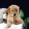 Image of Maddie, a Golden Retriever puppy