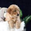 Image of Maddie, a Golden Retriever puppy