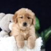 Image of Maddie, a Golden Retriever puppy