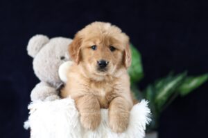 Image of Maddie, a Golden Retriever puppy