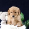 Image of Maddie, a Golden Retriever puppy