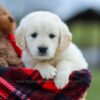 Image of Maddy, a Golden Retriever puppy