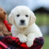 Image of Maddy, a Golden Retriever puppy