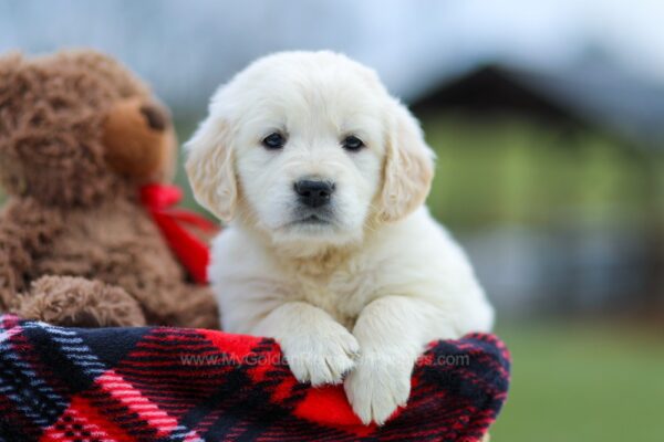 Image of Maddy, a Golden Retriever puppy