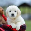 Image of Maddy, a Golden Retriever puppy