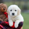 Image of Maddy, a Golden Retriever puppy