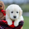 Image of Maddy, a Golden Retriever puppy