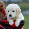 Image of Maddy, a Golden Retriever puppy