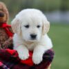 Image of Maddy, a Golden Retriever puppy