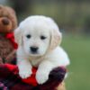 Image of Maddy, a Golden Retriever puppy