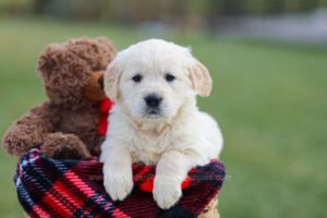 Image of Maggy, a Golden Retriever puppy