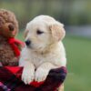 Image of Mello, a Golden Retriever puppy