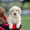 Image of Mello, a Golden Retriever puppy