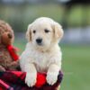 Image of Mello, a Golden Retriever puppy