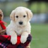 Image of Mello, a Golden Retriever puppy