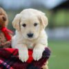 Image of Mello, a Golden Retriever puppy