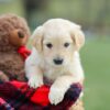 Image of Mello, a Golden Retriever puppy