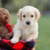 Image of Mello, a Golden Retriever puppy