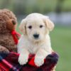 Image of Mello, a Golden Retriever puppy