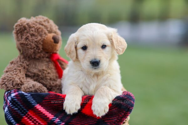 Image of Mello, a Golden Retriever puppy