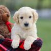 Image of Mello, a Golden Retriever puppy