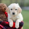 Image of Mia, a Golden Retriever puppy