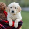 Image of Mia, a Golden Retriever puppy