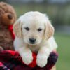 Image of Mia, a Golden Retriever puppy