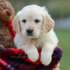 Image of Mia, a Golden Retriever puppy