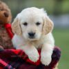 Image of Mia, a Golden Retriever puppy