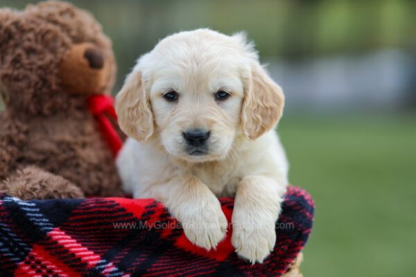 Image of Mia, a Golden Retriever puppy