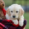 Image of Mia, a Golden Retriever puppy