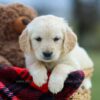 Image of Mia, a Golden Retriever puppy