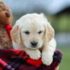 Image of Mia, a Golden Retriever puppy