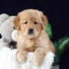 Image of Mia, a Golden Retriever puppy