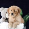 Image of Mia, a Golden Retriever puppy