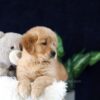 Image of Mia, a Golden Retriever puppy