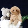 Image of Mia, a Golden Retriever puppy