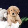 Image of Mia, a Golden Retriever puppy